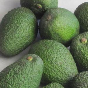 Thời Điểm Thu Hoạch Bơ Giúp Bảo Quản Được Lâu