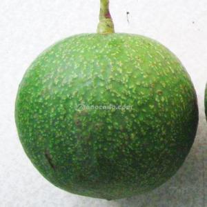 Triển Vọng Từ Giống Bơ Ta 21