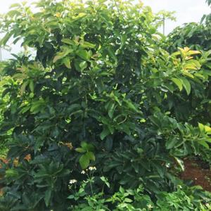 Kỹ Thuật Bón Phân Cho Cây Bơ Đúng Cách.