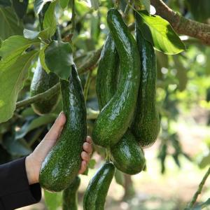 Trồng Bơ 034 Và Chăm Sóc Đạt Năng Suất Cao