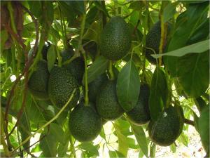 Cây Giống Bơ Gem Hass