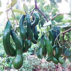 Giống Bơ 034 Có Những Bệnh Gì ?