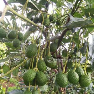 Giống Bơ Hass Mỹ
