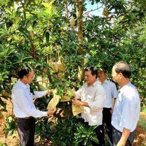 Bơ sáp cao cấp Mã Dưỡng giống bơ nổi tiếng tại Bình Phước
