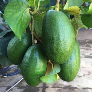 Cây Giống Bơ Thành Bích