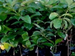 Kỹ Thuật Trồng Cây Bơ - Trồng Dặm Lại Bơ